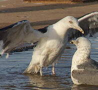 Lesser Black-backed Gull