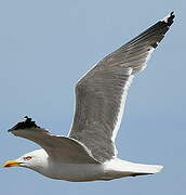 Lesser Black-backed Gull