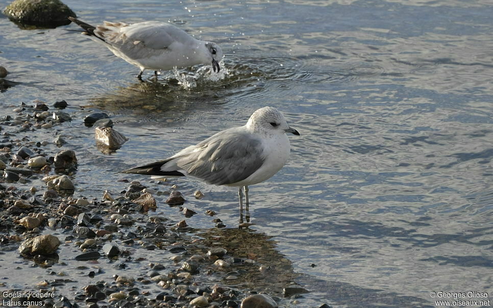 Goéland cendréadulte internuptial, identification