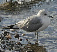 Mew Gull