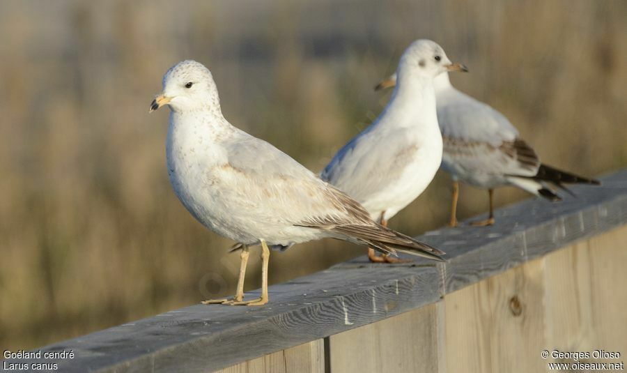 Goéland cendré2ème année