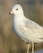 Common Gull