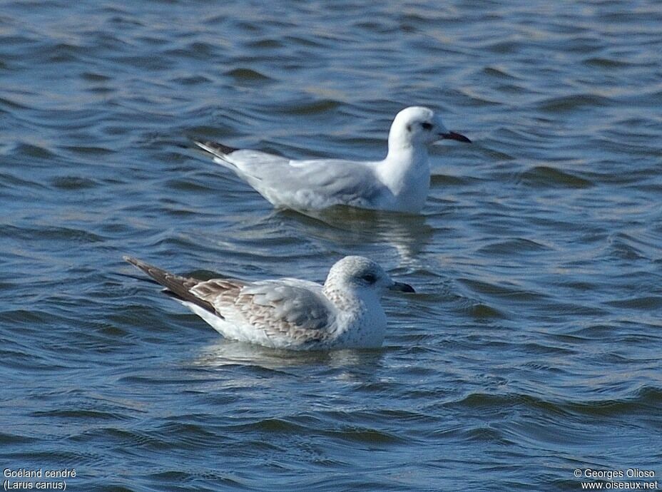 Common GullSecond year, identification