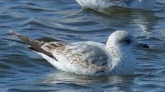 Common Gull