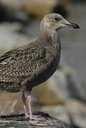 American Herring Gull