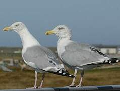 American Herring Gull