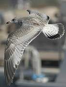 American Herring Gull