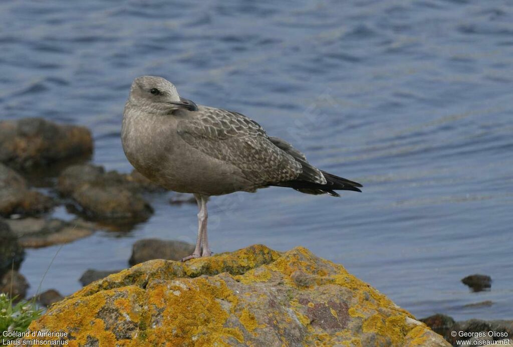 Goéland d'Amériquejuvénile, identification