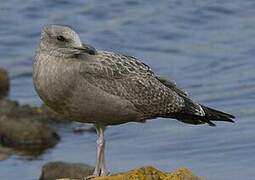 American Herring Gull