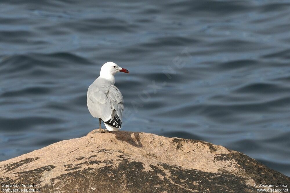 Goéland d'Audouinadulte nuptial, identification