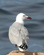 Audouin's Gull