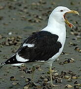 Kelp Gull