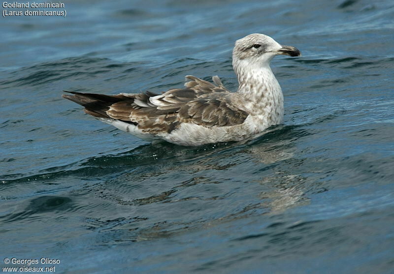 Kelp Gull