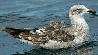 Kelp Gull