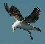 Kelp Gull