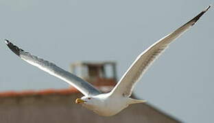 Yellow-legged Gull