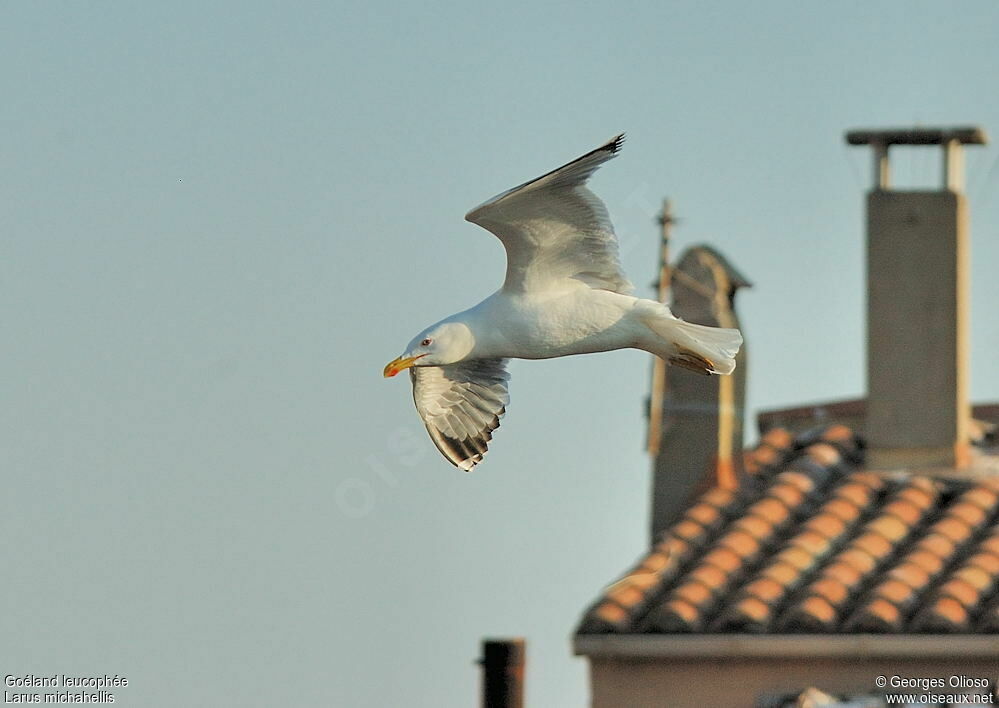 Yellow-legged Gulladult breeding