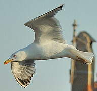 Yellow-legged Gull