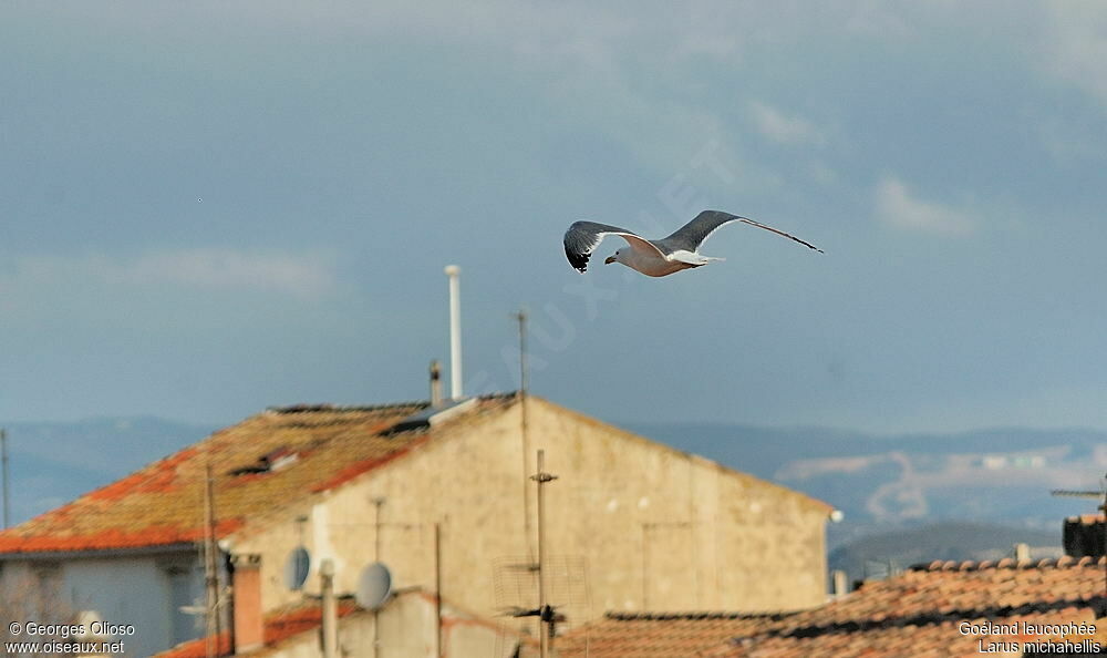 Yellow-legged Gulladult breeding