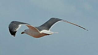 Yellow-legged Gull