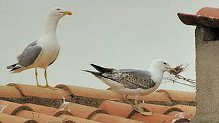 Yellow-legged Gull