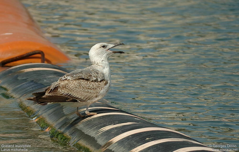 Yellow-legged GullThird  year