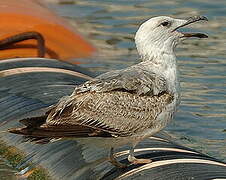 Yellow-legged Gull