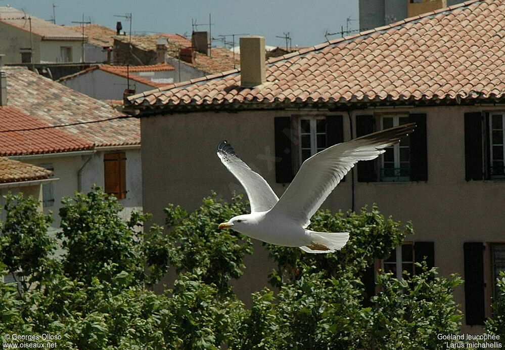 Yellow-legged Gulladult breeding