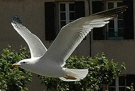 Yellow-legged Gull