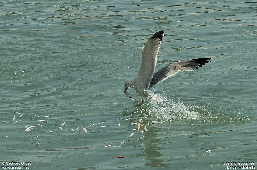 Yellow-legged Gulladult breeding
