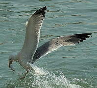 Yellow-legged Gull