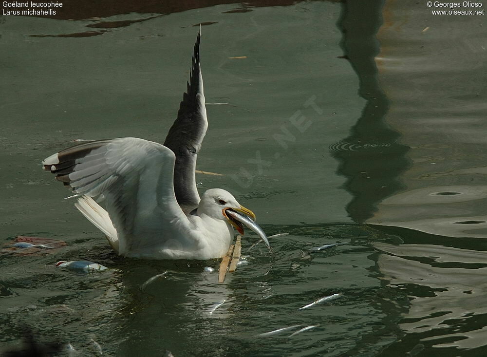 Yellow-legged Gulladult breeding