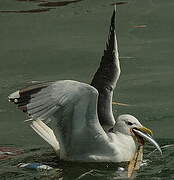 Yellow-legged Gull