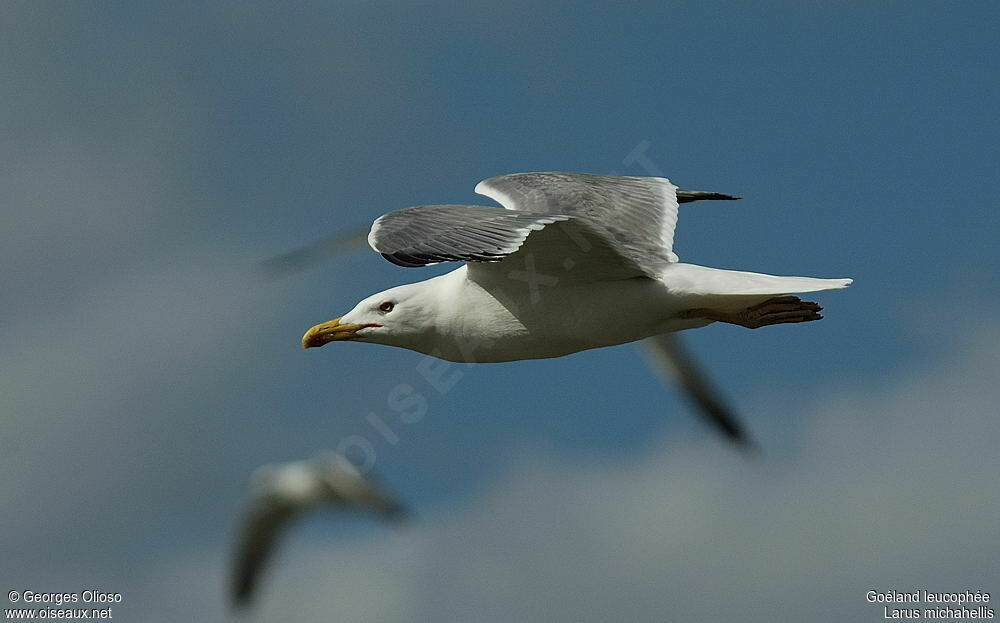 Yellow-legged Gulladult breeding