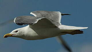 Yellow-legged Gull