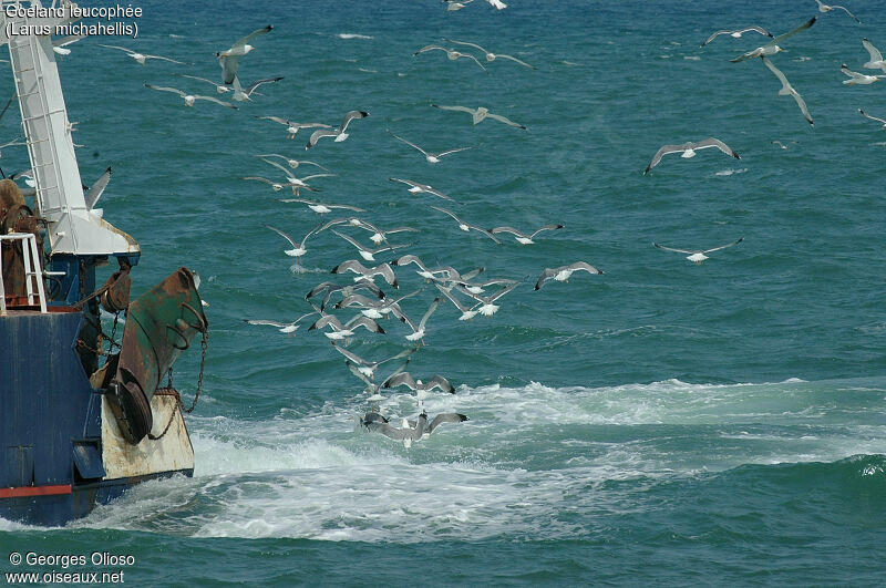 Yellow-legged Gull