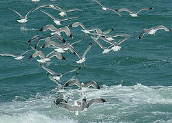 Yellow-legged Gull