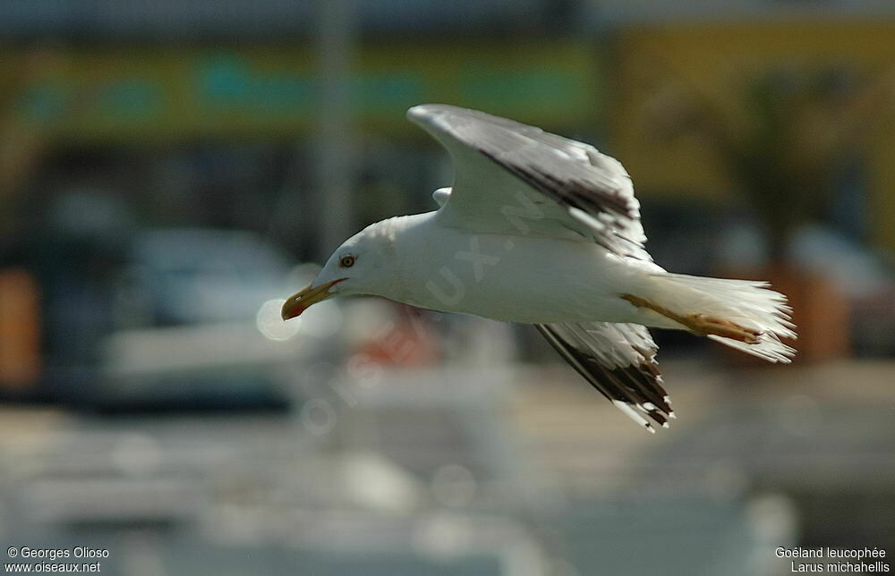 Yellow-legged Gulladult breeding