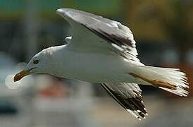 Yellow-legged Gull