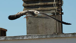 Yellow-legged Gull