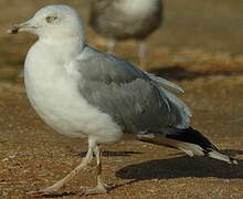 Yellow-legged Gull