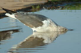 Yellow-legged Gull