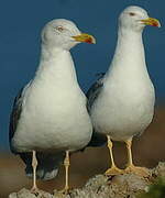 Yellow-legged Gull