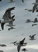 Yellow-legged Gull