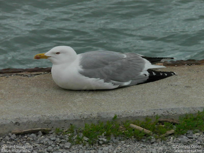 Goéland leucophéeadulte nuptial