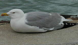 Yellow-legged Gull