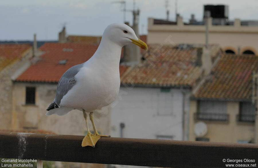 Yellow-legged Gull male Fourth year