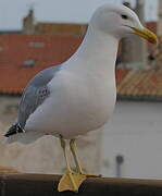 Yellow-legged Gull