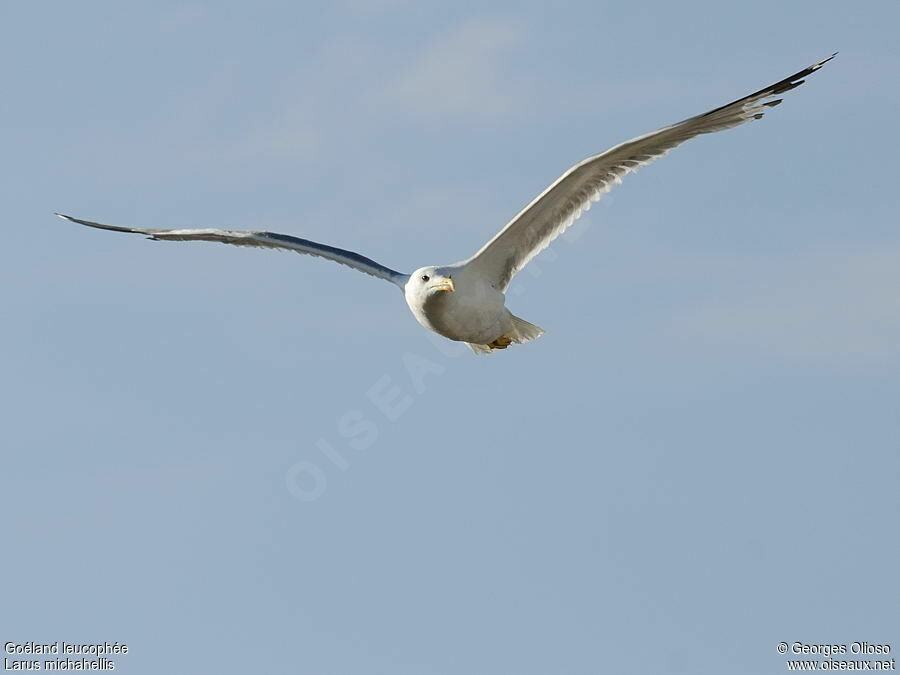 Yellow-legged Gulladult breeding