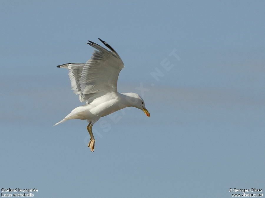 Yellow-legged Gulladult breeding